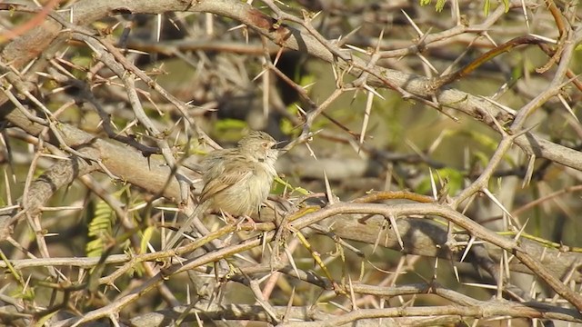 Prinia Delicada - ML219326541