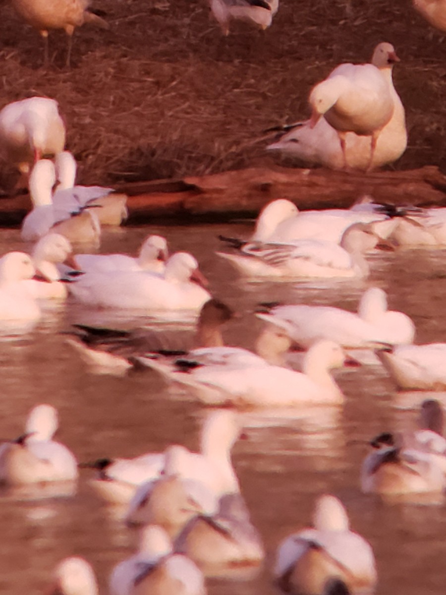 Pink-footed Goose - ML219326891