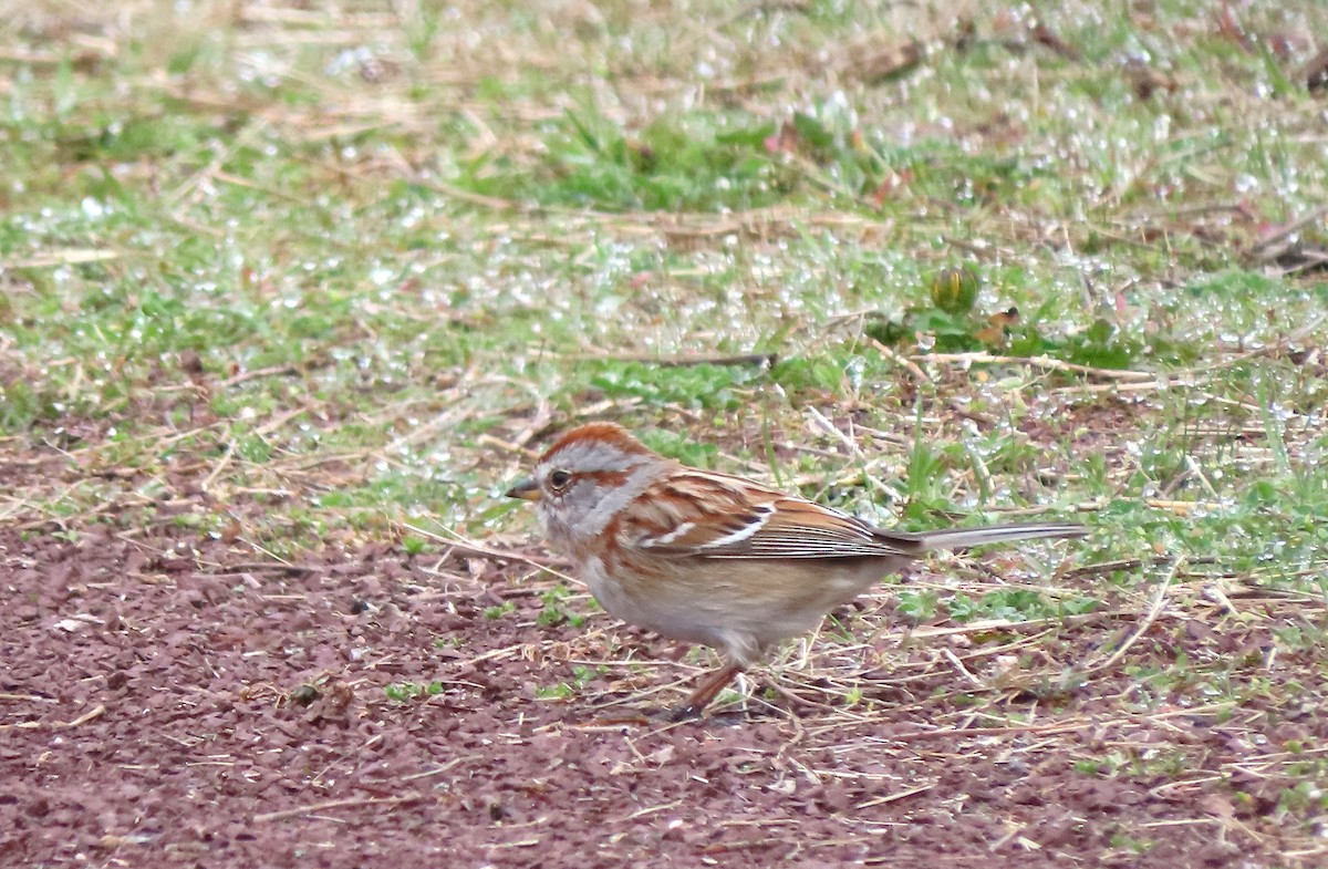 American Tree Sparrow - ML219327591