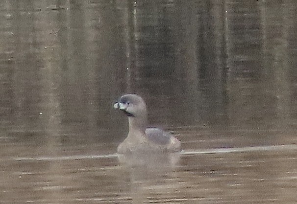 Pied-billed Grebe - ML219327901