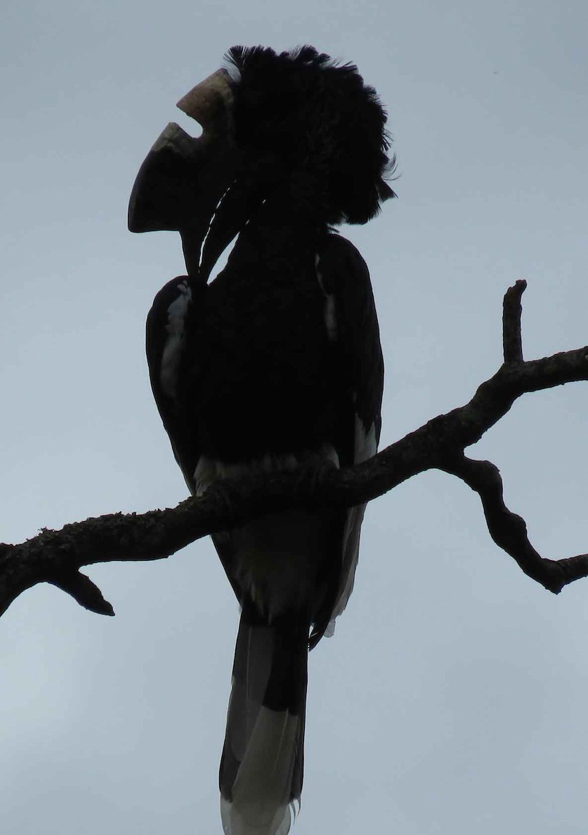 Black-and-white-casqued Hornbill - ML21932821