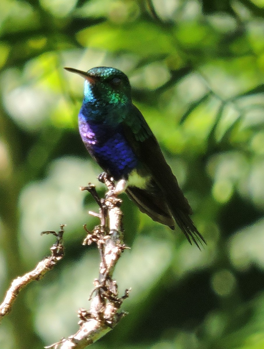 Violet-bellied Hummingbird - ML219328631