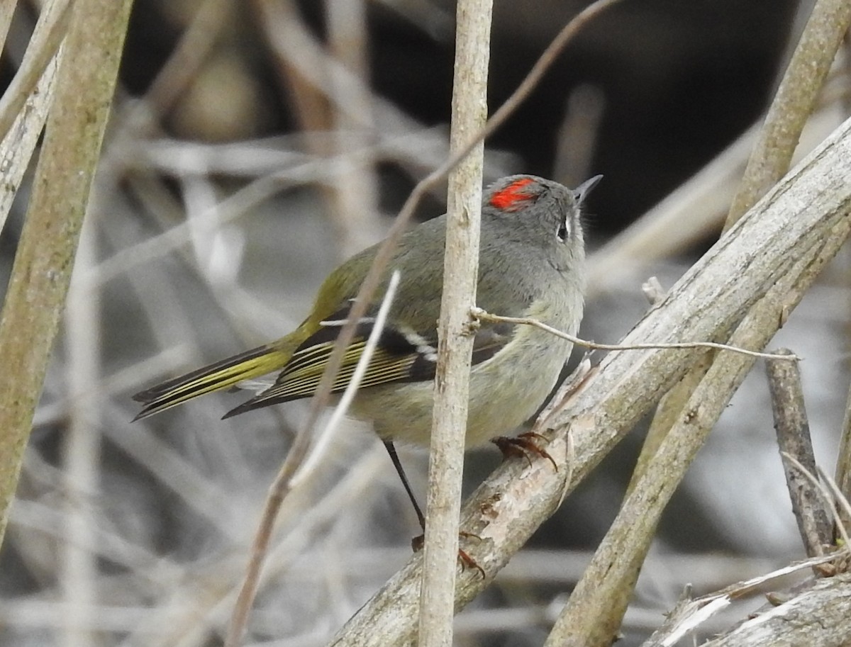 Ruby-crowned Kinglet - Jane Icenogle