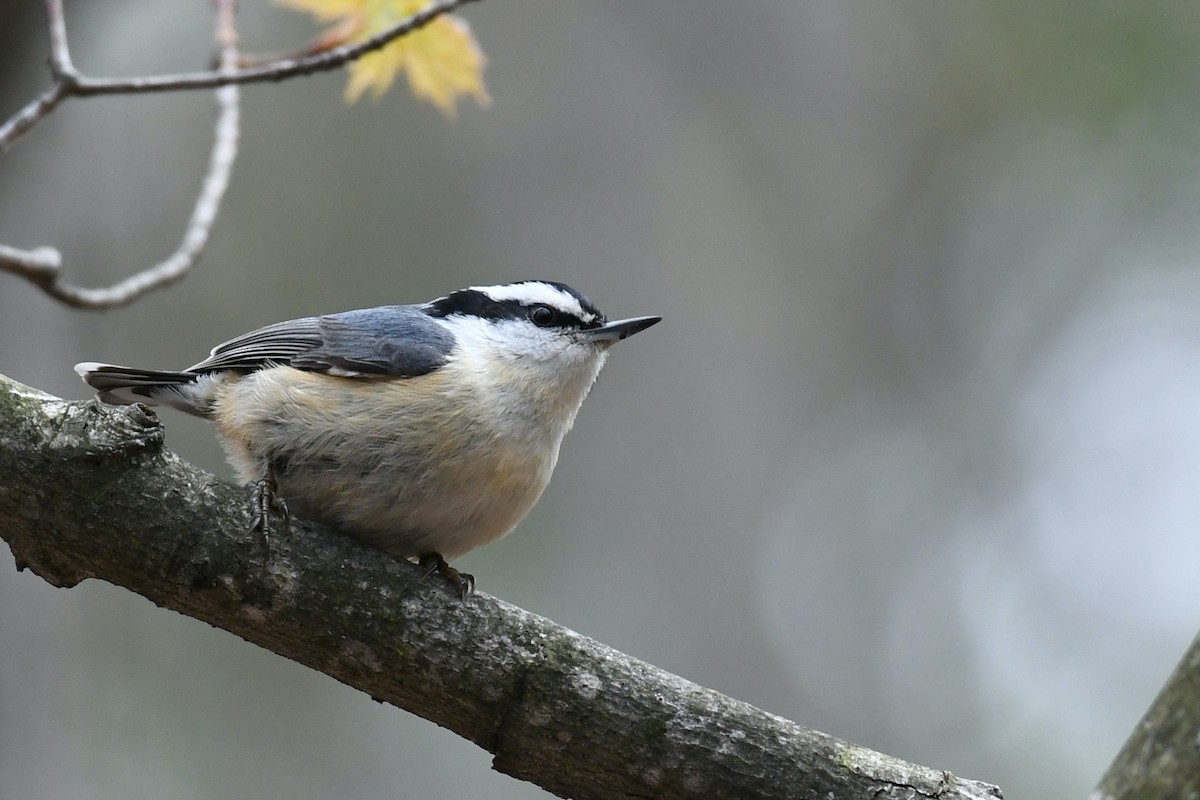 Red-breasted Nuthatch - ML219330051
