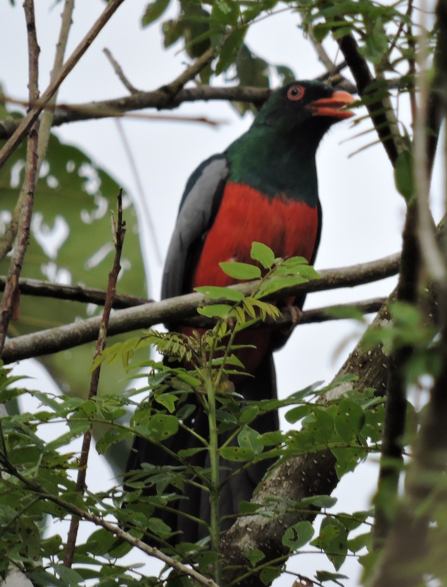 Slaty-tailed Trogon - ML219330111