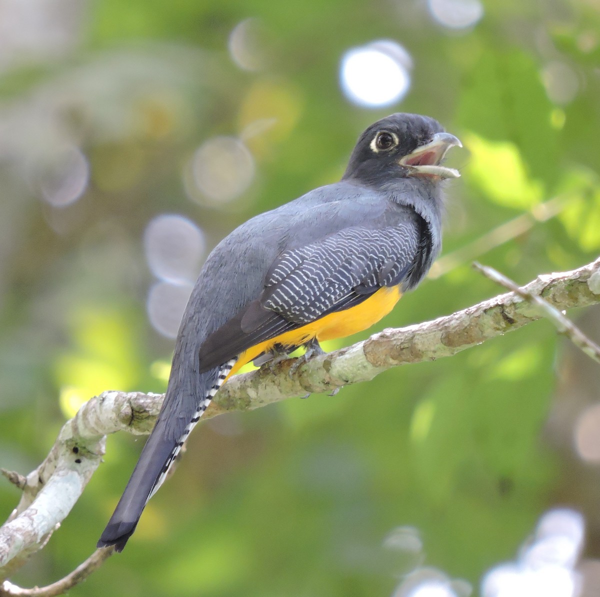 Gartered Trogon - ML219330131