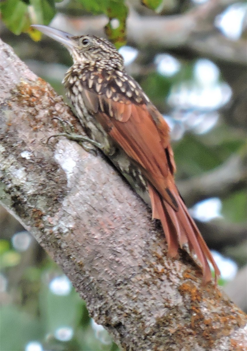 Cocoa Woodcreeper - ML219330231