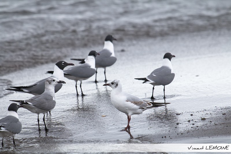 Black-headed Gull - ML219330381