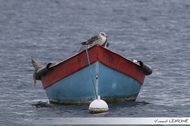 Lesser Black-backed Gull - ML219330421