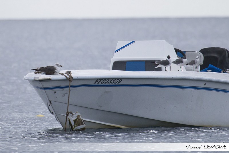 Lesser Black-backed Gull - ML219330431