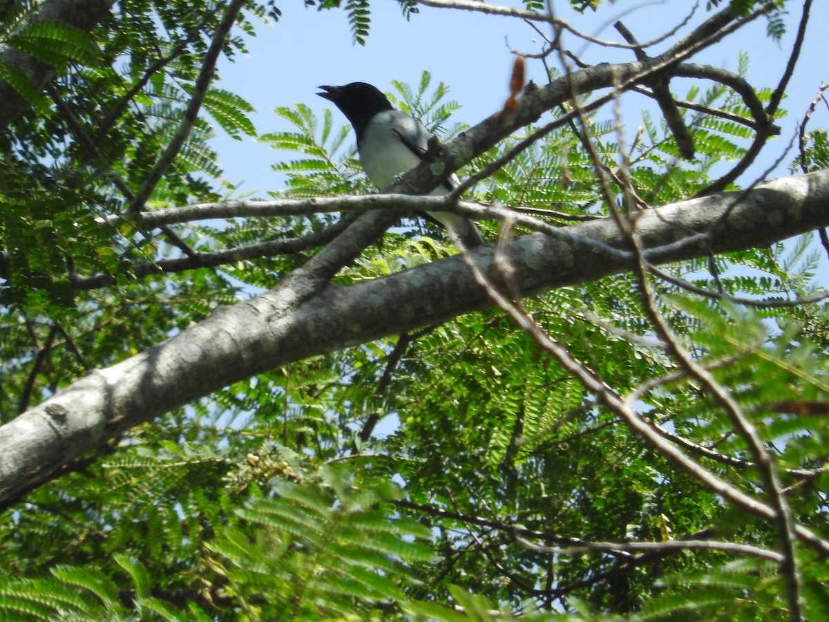 Moluccan Cuckooshrike - Pam Rasmussen