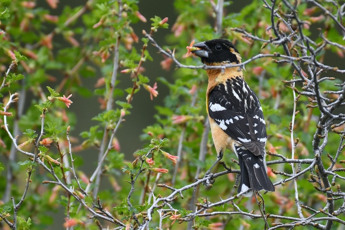 Black-headed Grosbeak - ML219331091