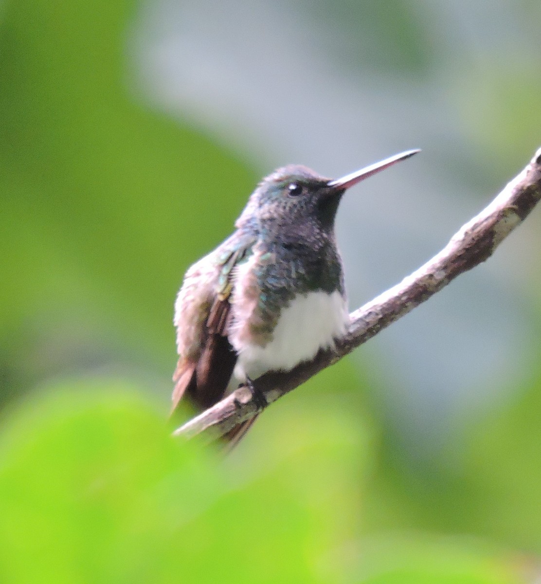 Snowy-bellied Hummingbird - ML219331811