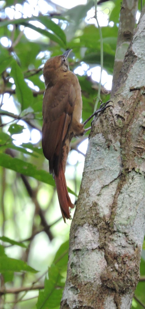 Plain-brown Woodcreeper - ML219332011