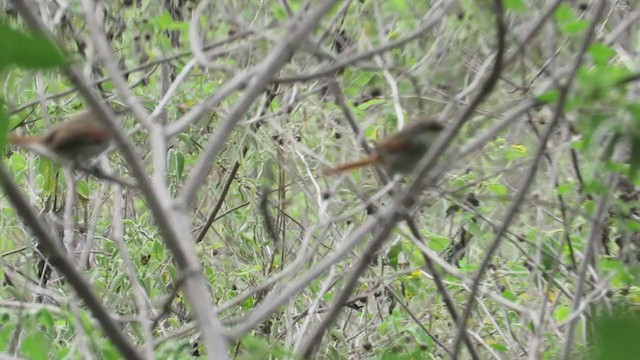 Chinchipe Spinetail - ML219333251