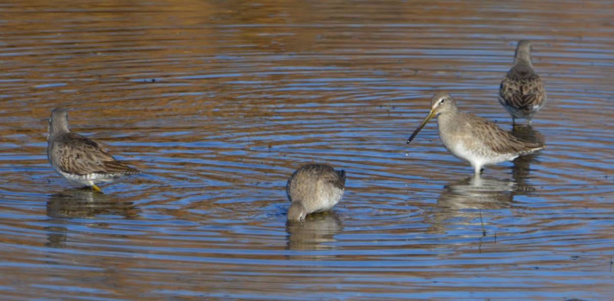 Long-billed Dowitcher - Chris Rohrer