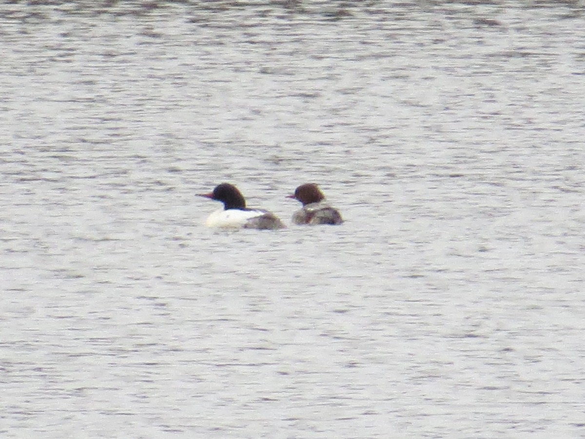 Common Merganser - David Johnson