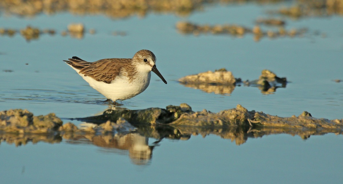 Western Sandpiper - Ryan Schain