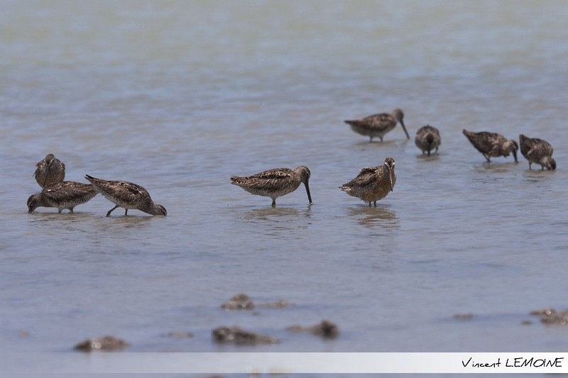 Short-billed Dowitcher - ML219337501