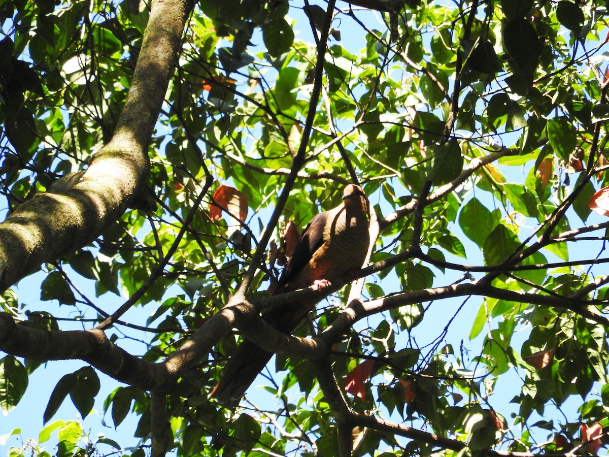 Amboyna Cuckoo-Dove - ML21933761