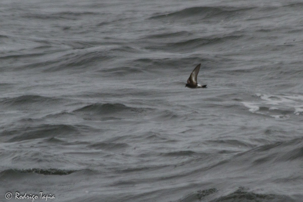 Pincoya Storm-Petrel - ML21933801