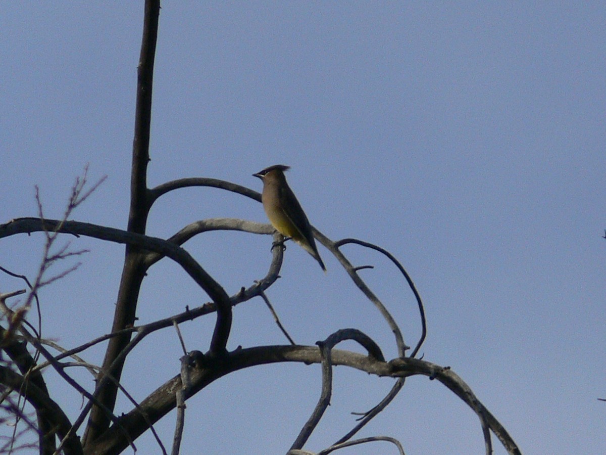 Cedar Waxwing - ML219338351