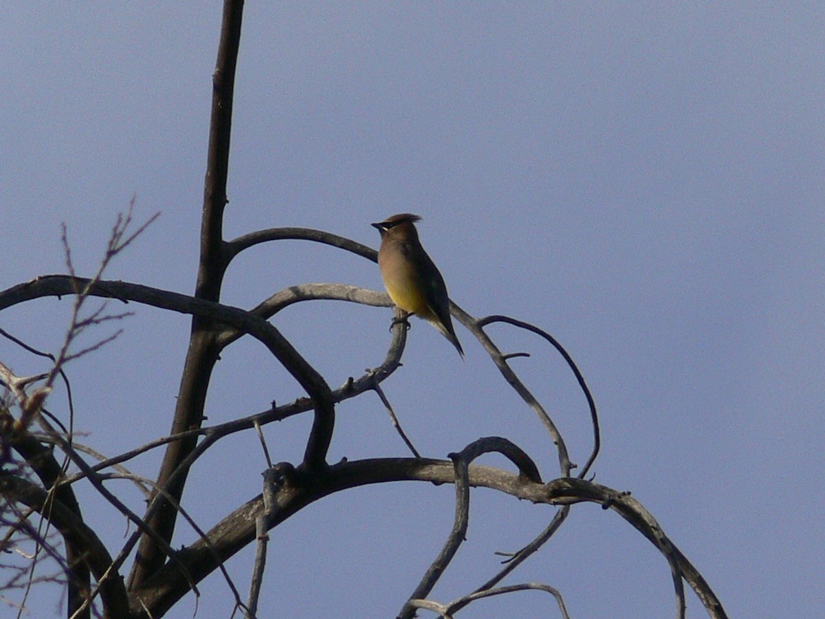 Cedar Waxwing - ML219338411