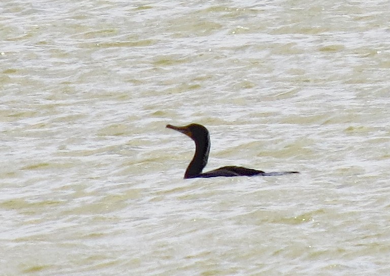 Double-crested Cormorant - ML219340241