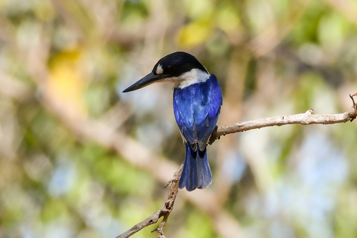 Forest Kingfisher - ML219340451