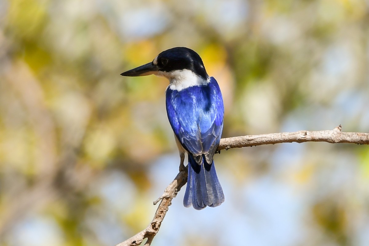 Forest Kingfisher - ML219340471