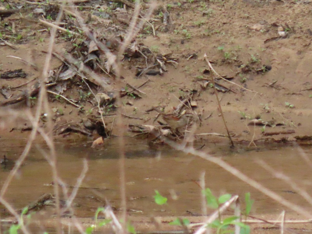 Swamp Sparrow - ML219340681