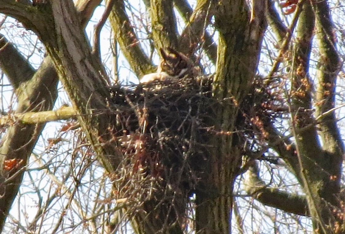 Great Horned Owl - ML219340801