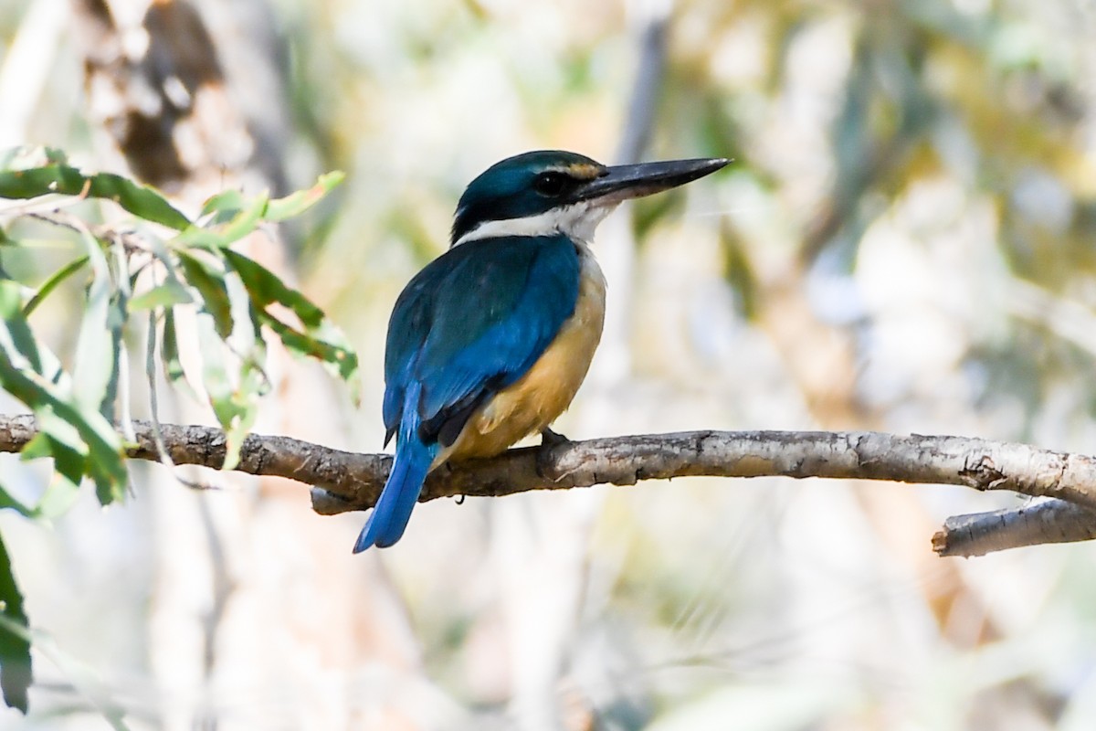 Sacred Kingfisher - ML219341051