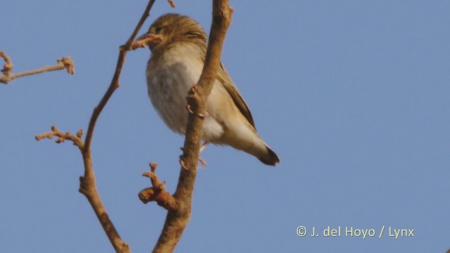 Northern Red Bishop - ML219341261