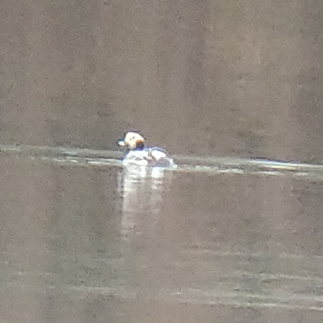 Long-tailed Duck - ML219343791