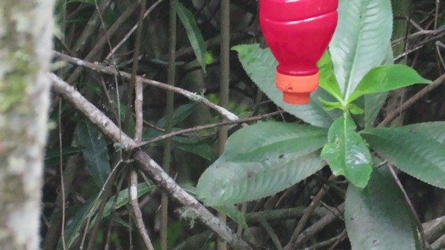 kolibřík podivuhodný - ML219344071