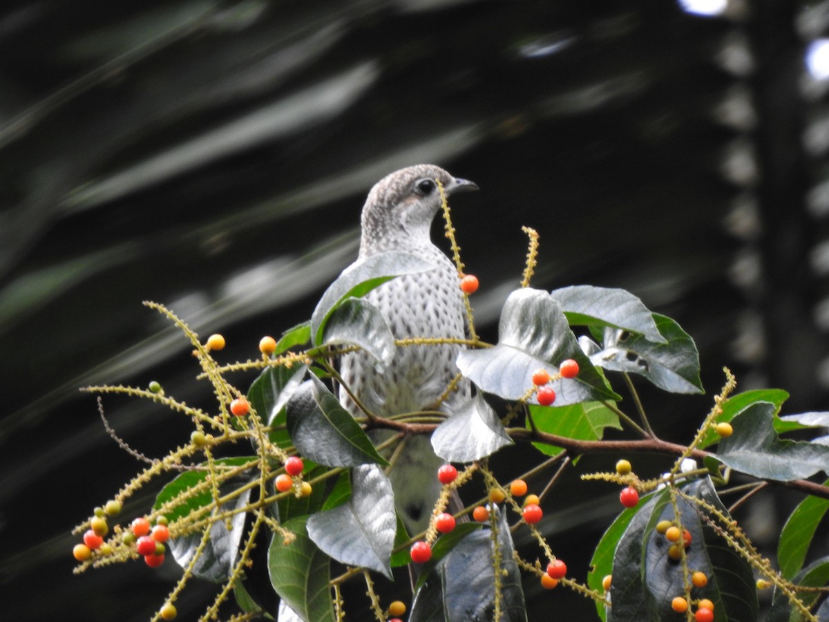 Cotinga céleste - ML219344131