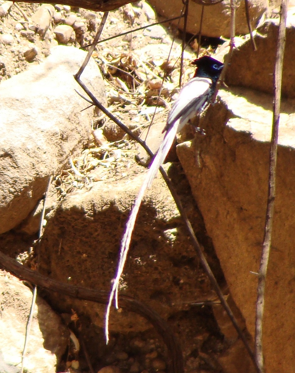 African Paradise-Flycatcher - ML219344161