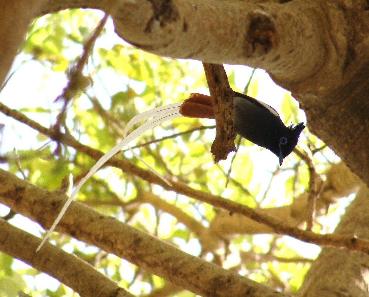 African Paradise-Flycatcher - ML219344271