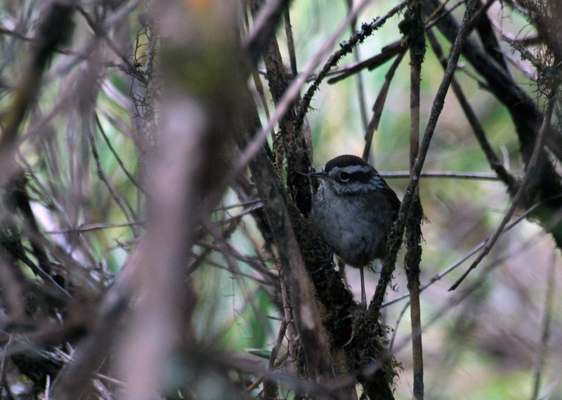 Timberline Wren - David M. Bell