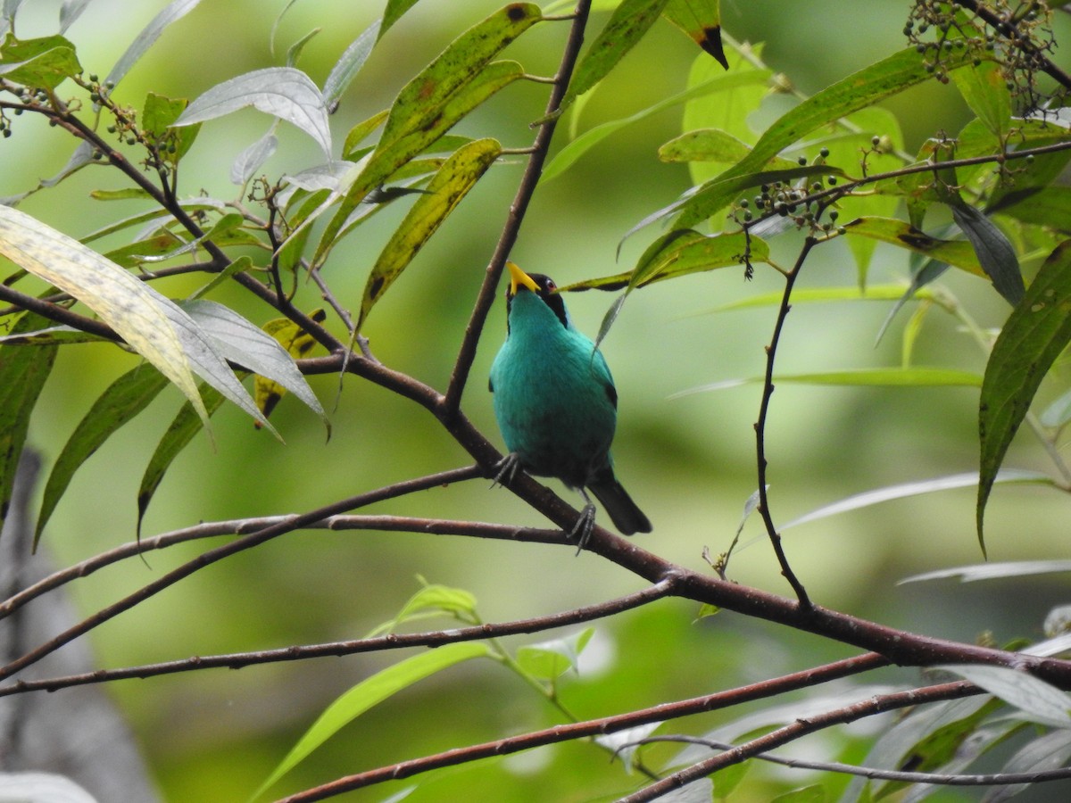 Green Honeycreeper - ML219344571