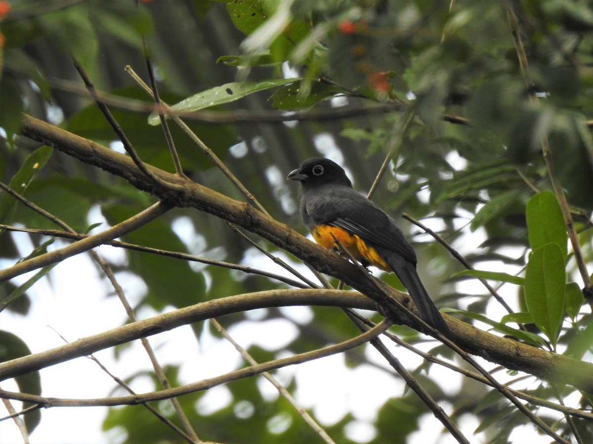 Black-headed Trogon - ML219344671