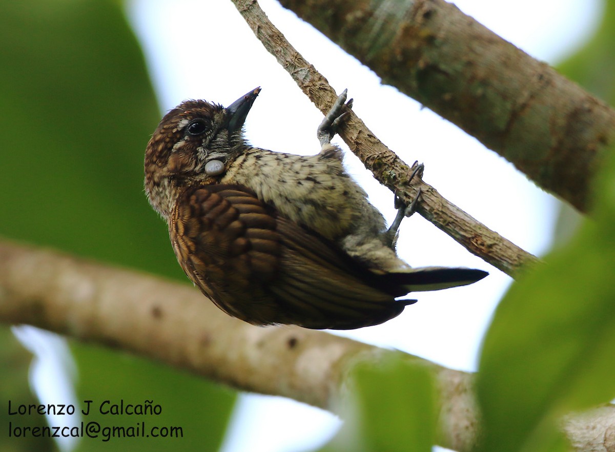 Scaled Piculet - ML219344851