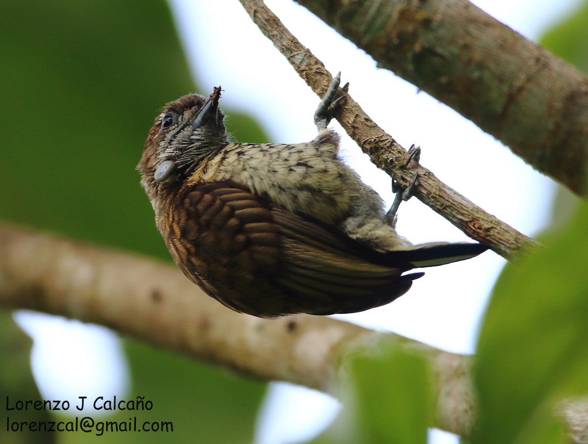 Scaled Piculet - ML219344911