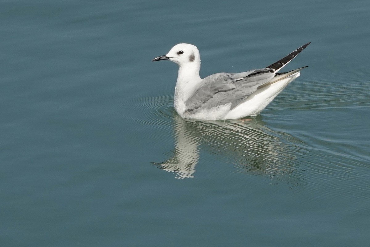 Bonaparte's Gull - Kathryn Young