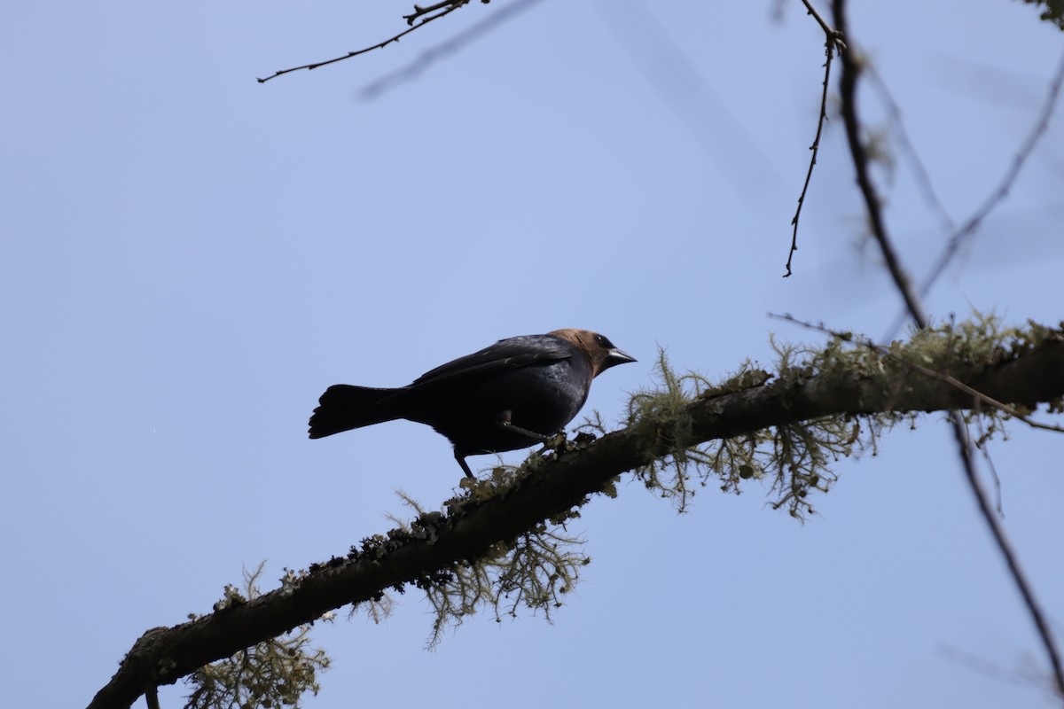 Brown-headed Cowbird - ML219346211