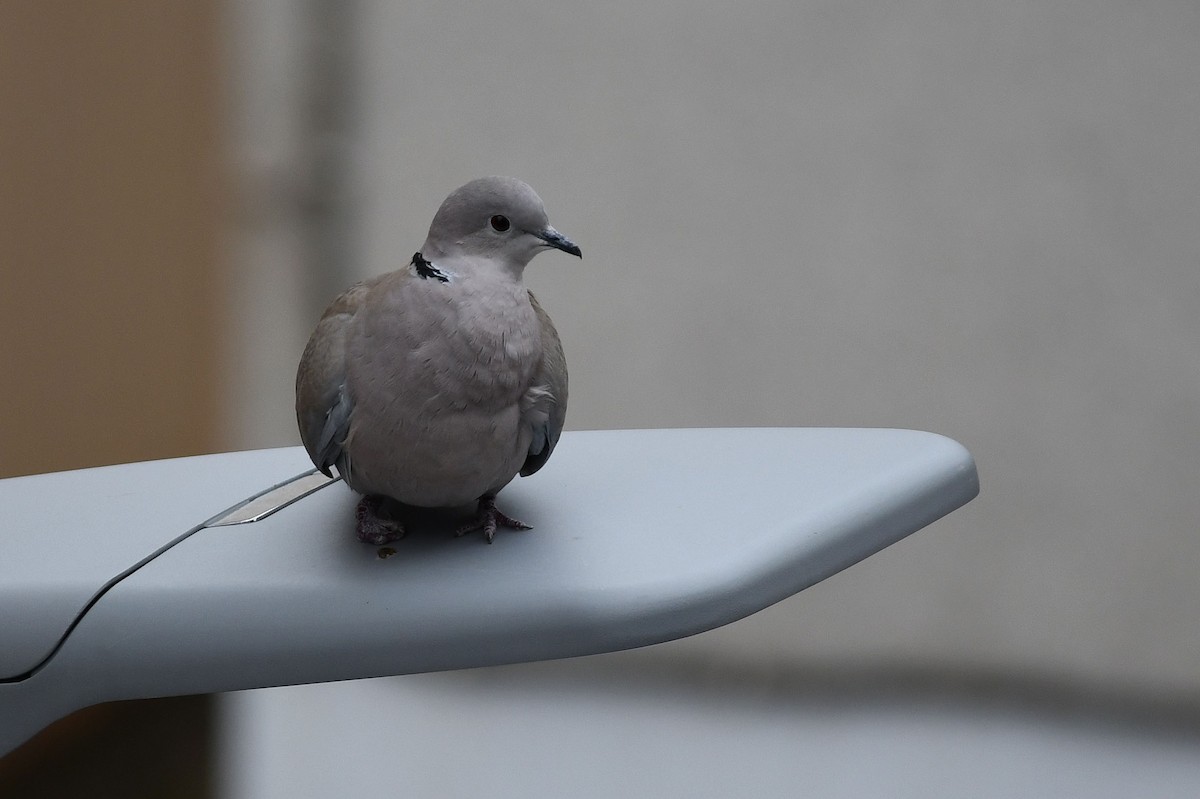 Eurasian Collared-Dove - Ricard Gutiérrez