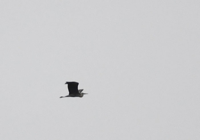 Gray Heron - Ricard Gutiérrez