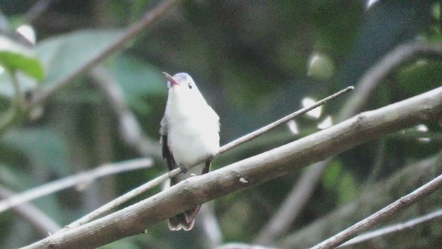 kolibřík andský - ML219346651