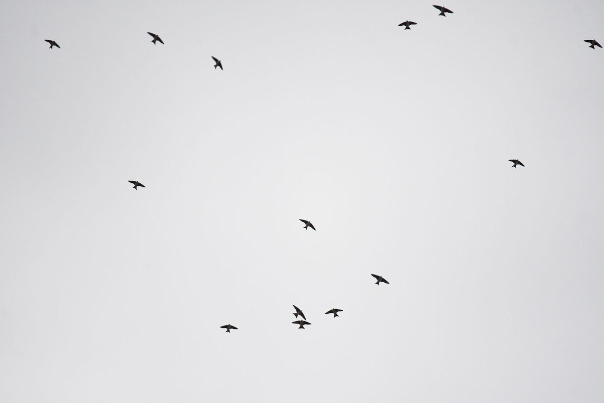 Western House-Martin - Ricard Gutiérrez